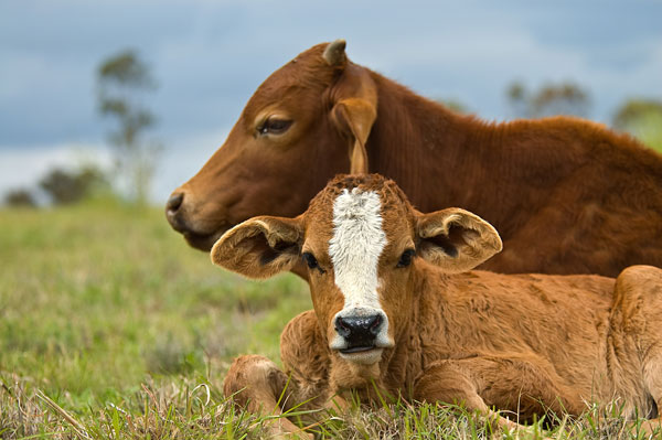 A farmer's account that offers bonus interest rate